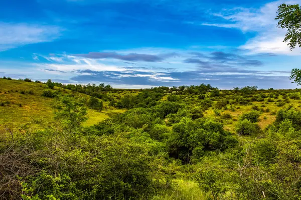 Ormandaki bir kır yolunun yeşil tarlaları ve çayırları