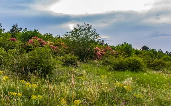 Doğanın güzel manzarası