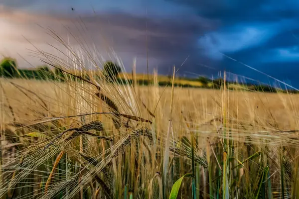 Arkaplanda buğday tarlası ve bulutlu gökyüzü