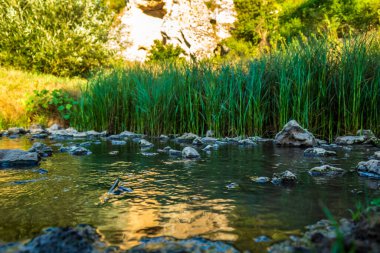 Ağaçlarla çevrili taşlı güzel bir nehir manzarası.