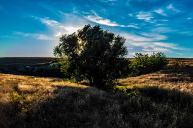 Ağaçlarla ve mavi gökyüzüyle güzel bir manzara.