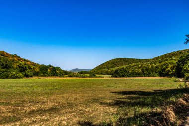 Ormanda bir ağacı olan güzel bir manzara.