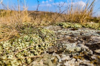 Kayadaki güzel yosun.