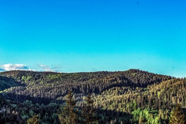Ormanın ortasında mavi gökyüzü ve ağaçlarla ormanın güzel bir görüntüsü.