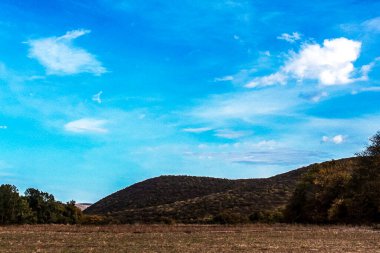 Ağaçların ve bulutlu gökyüzünün dikey görüntüsü.