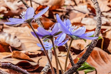 Bahçedeki mavi çiçek.