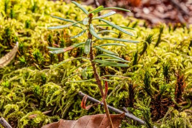 Ormanda yeşil yosun