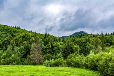 Altai Cumhuriyeti 'nin yeşil dağları