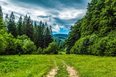 Karpat dağlarındaki ormanın içinden geçen güzel bir yol görüntüsü.
