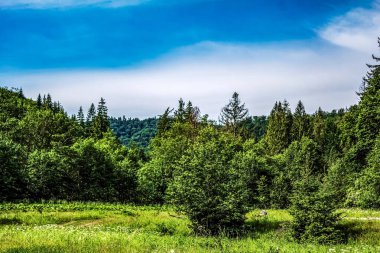 Dağlardaki bir ormanın güzel bir görüntüsü