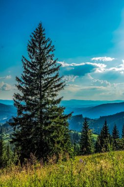 Ağacı ve mavi gökyüzü olan güzel bir manzara.