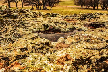 Alman Muensterland 'inde bahar geldi.