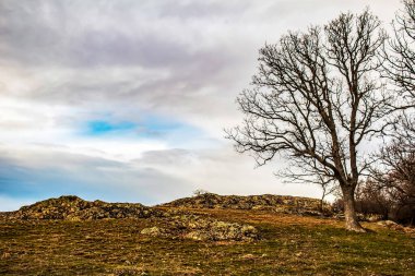 Tarlada yapayalnız bir ağaç Dağlarda güzel bir günbatımı gökyüzünün zeminine karşı