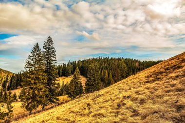 Arka planda ağaçlar ve dağlar olan güzel bir orman görüntüsü.