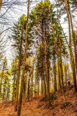 ormandaki ağaçlar. güzel doğa