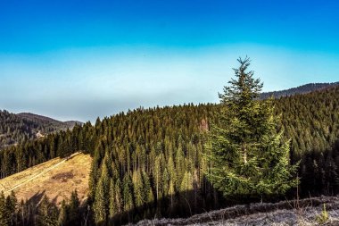 Dağlarda bir ağacı olan güzel bir manzara.