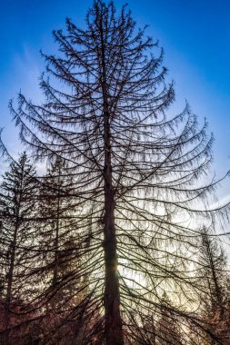 Ormanın güzel manzarası