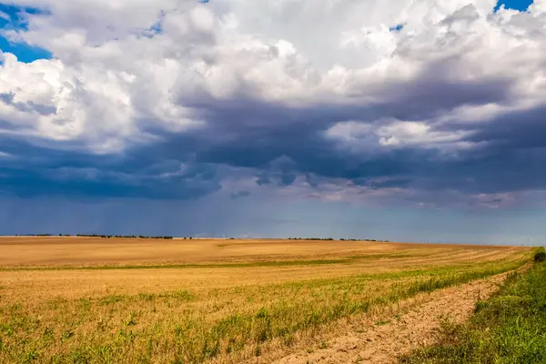 Mısır tarlası ve mavi gökyüzü olan güzel bir manzara.