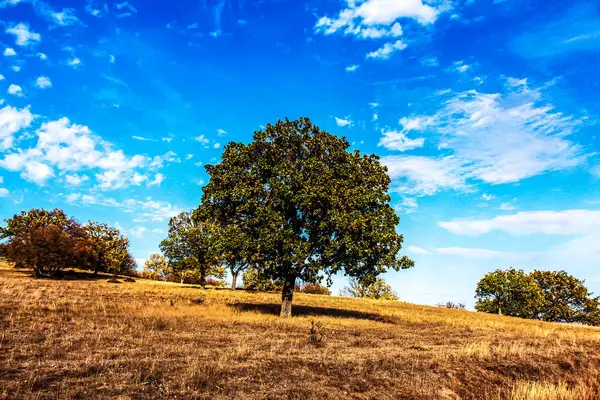 Ağaçlarla ve gökyüzüyle güzel bir manzara.