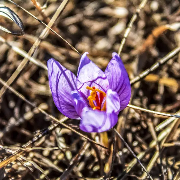 Bahçedeki bahar çiçeği, kapat. çiçek tohumu