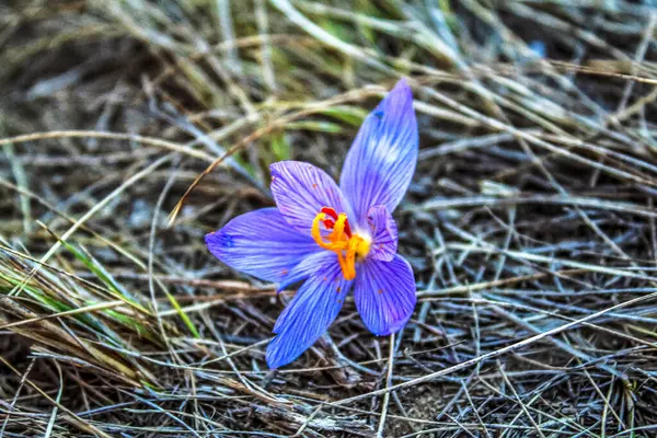 Bahçedeki güzel çiçekler