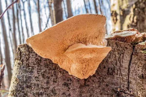 Ağaç gövdesinde mantar