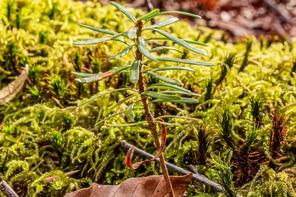 Ormanda yeşil yosun