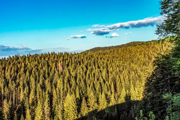 Sonbahar günü Karpatlar 'ın dağlarında bir orman. hava görünümü.