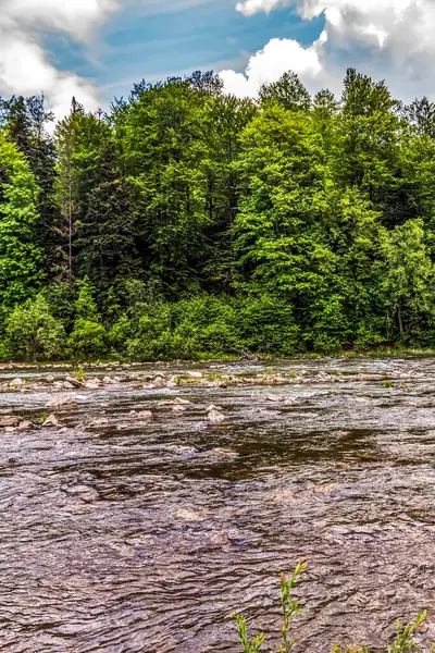Ormandaki güzel nehir