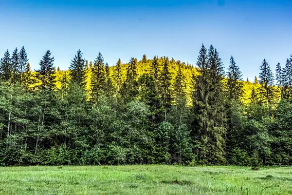 Yaz aylarında güzel orman