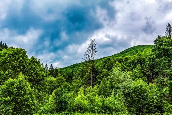 Karpat Dağları 'ndaki güzel dağ manzarası.