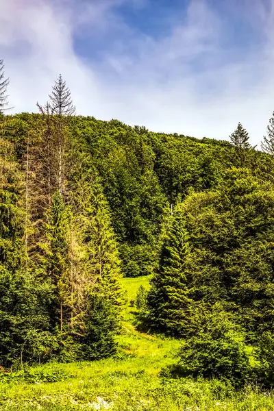 Karpatlar 'daki güzel yeşil orman. Yaz manzarası