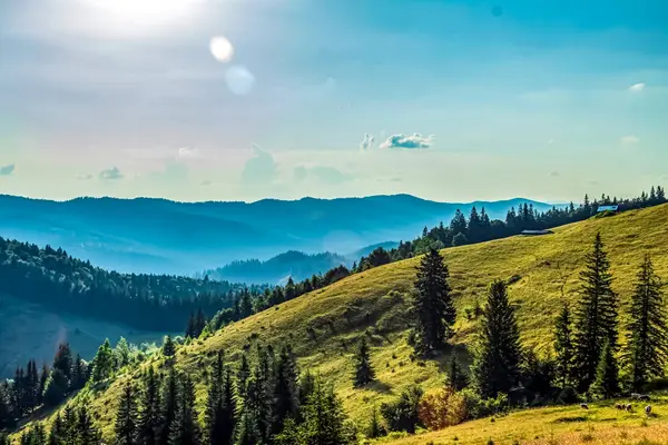 Dağlarda yeşil çimenler olan güzel yaz manzarası.