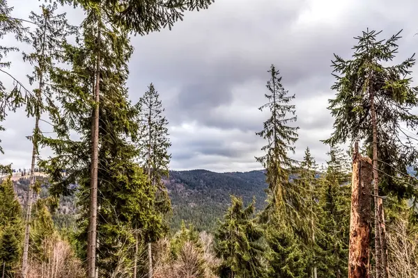 Ormanın güzel manzarası
