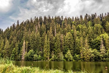 Dağlarda güzel bir orman manzarası