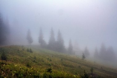 Arka planda yeşil ağaçlar ve sis olan sisli dağ ormanları..