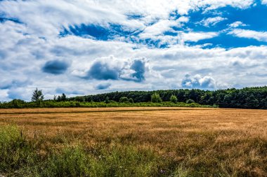 Ağaçların olduğu güzel bir yaz manzarası