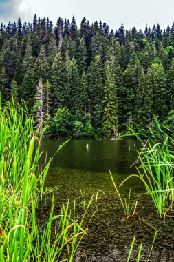 Bir yaz gününde yeşil orman ve göl.
