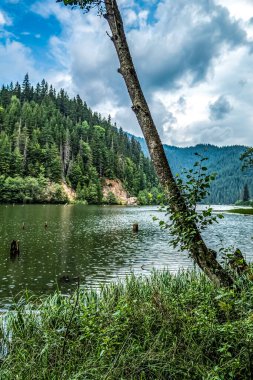 Orman ve ağaçlarla çevrili güzel bir dağ gölü manzarası.
