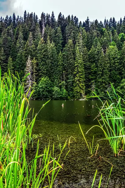 Bir yaz gününde yeşil orman ve göl.