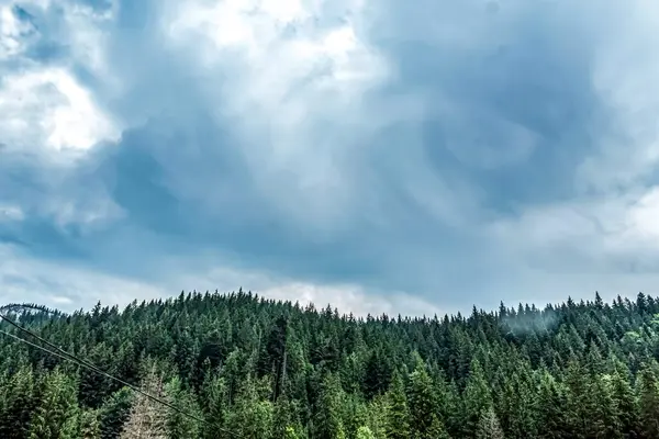 Dağlardaki güzel orman