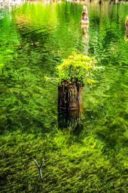 Doğanın güzel manzarası