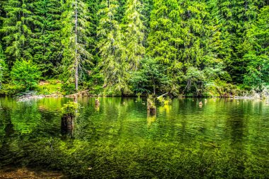 Ormanda gölü olan güzel bir manzara.