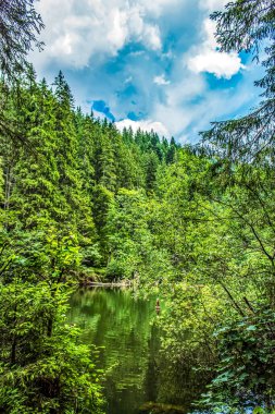 Ormanda güzel bir göl manzarası.