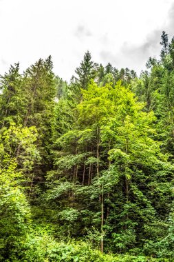 Yazın yeşil ağaçlar ve orman.