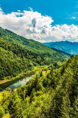 Ormanda nehri olan güzel bir manzara.