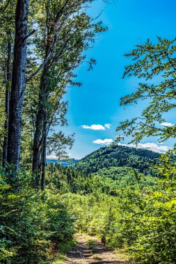 Ormanın güzel manzarası