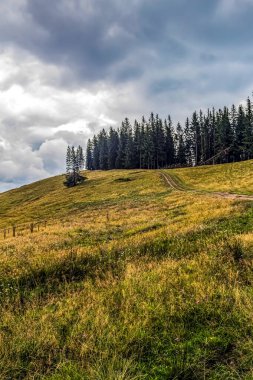 Arka planda dağların ve ormanın güzel manzarası