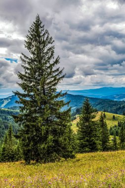 Yazın Karpatlar. Yazın Karpatlar 'da dağların ve ormanların güzel manzarası. ukraine.
