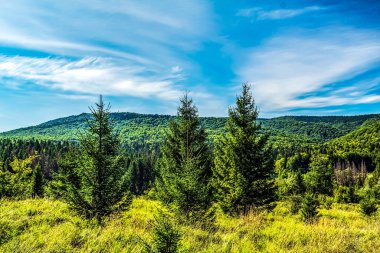 Dağlardaki yeşil orman